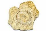 Jurassic Ammonite (Parkinsonia) Fossil - Calvados, France #367905-1